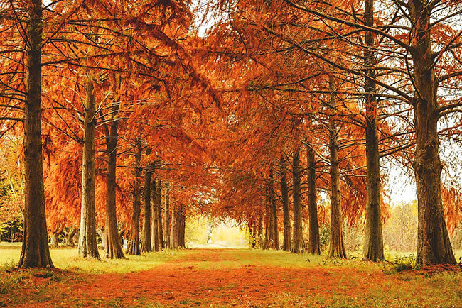 nature-autumn-branch-fall.jpg